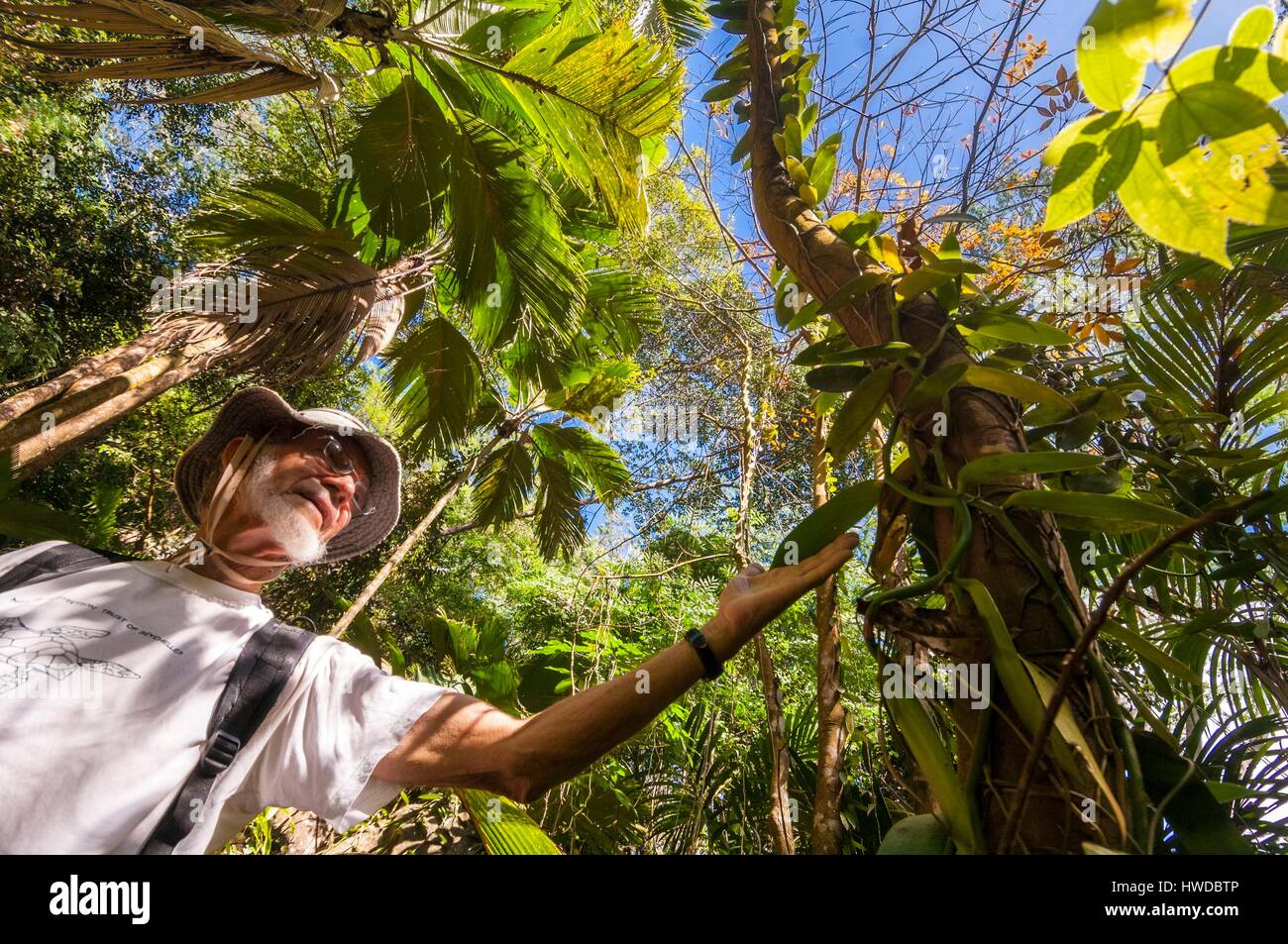 Seychelles, Silhouette Island, the South African ecologist Ron GERLACH of Nature Protection Trust of Seychelles, shows a vanilla liana on Mount Dauban Stock Photo
