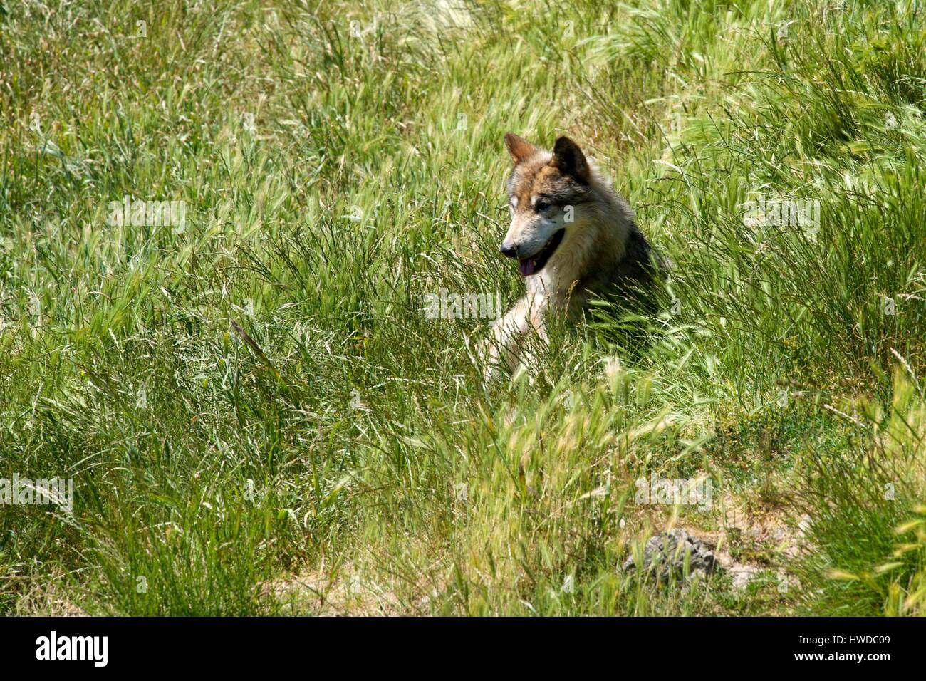 France, Lozere, Sainte Lucie, Parc des loups du Gevaudan (Gevaudan Wolf ...
