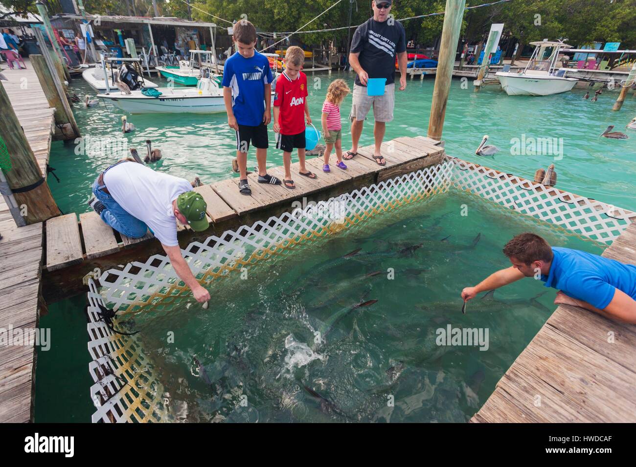 United States, Florida, Florida Keys, Islamorada, Robbies Marina, feeding  pen for tarpon fish Stock Photo - Alamy
