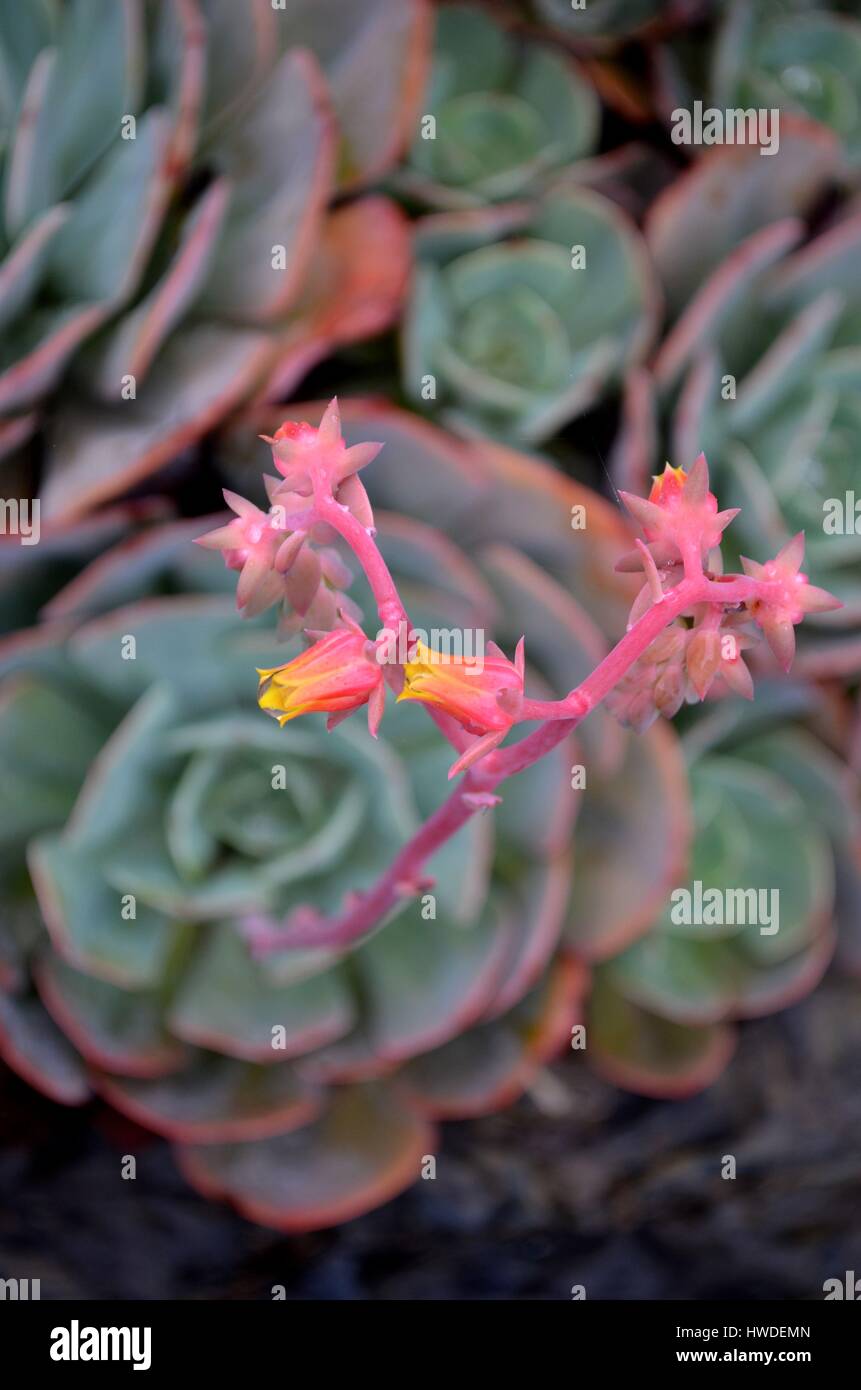 Echeveria popular succulent plant surrounded by other succulent plants  Stock Photo - Alamy, image size:861x1390