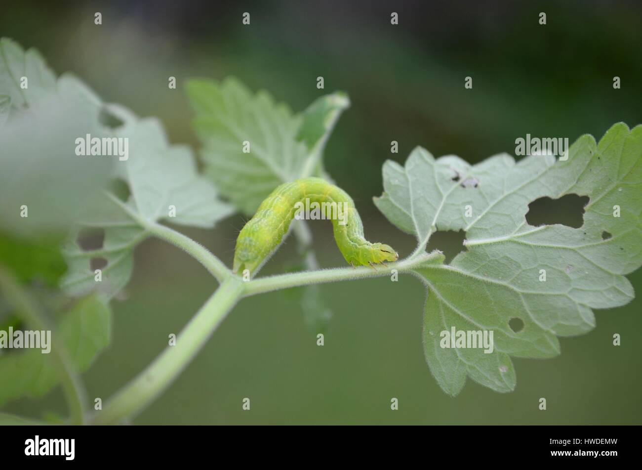 Cabbage white caterpillar eating catnip leaves Stock Photo Alamy