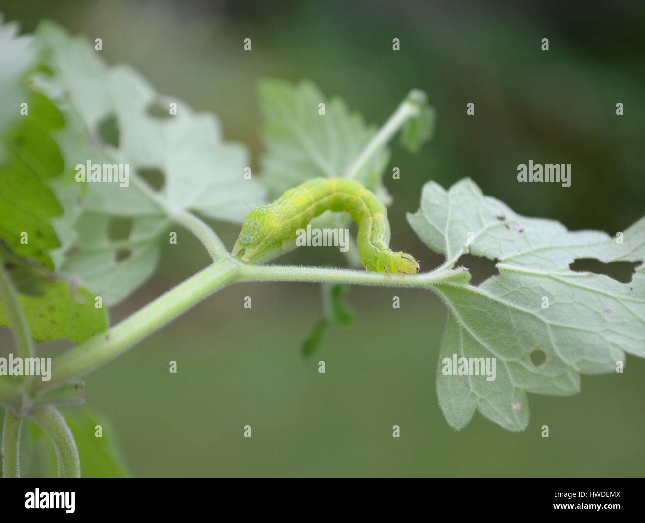 Cabbage white caterpillar eating catnip leaves Stock Photo Alamy