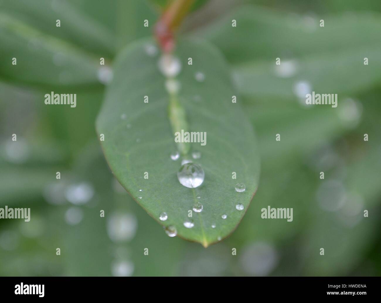 Single green leaf with rain drop balanced on top Stock Photo