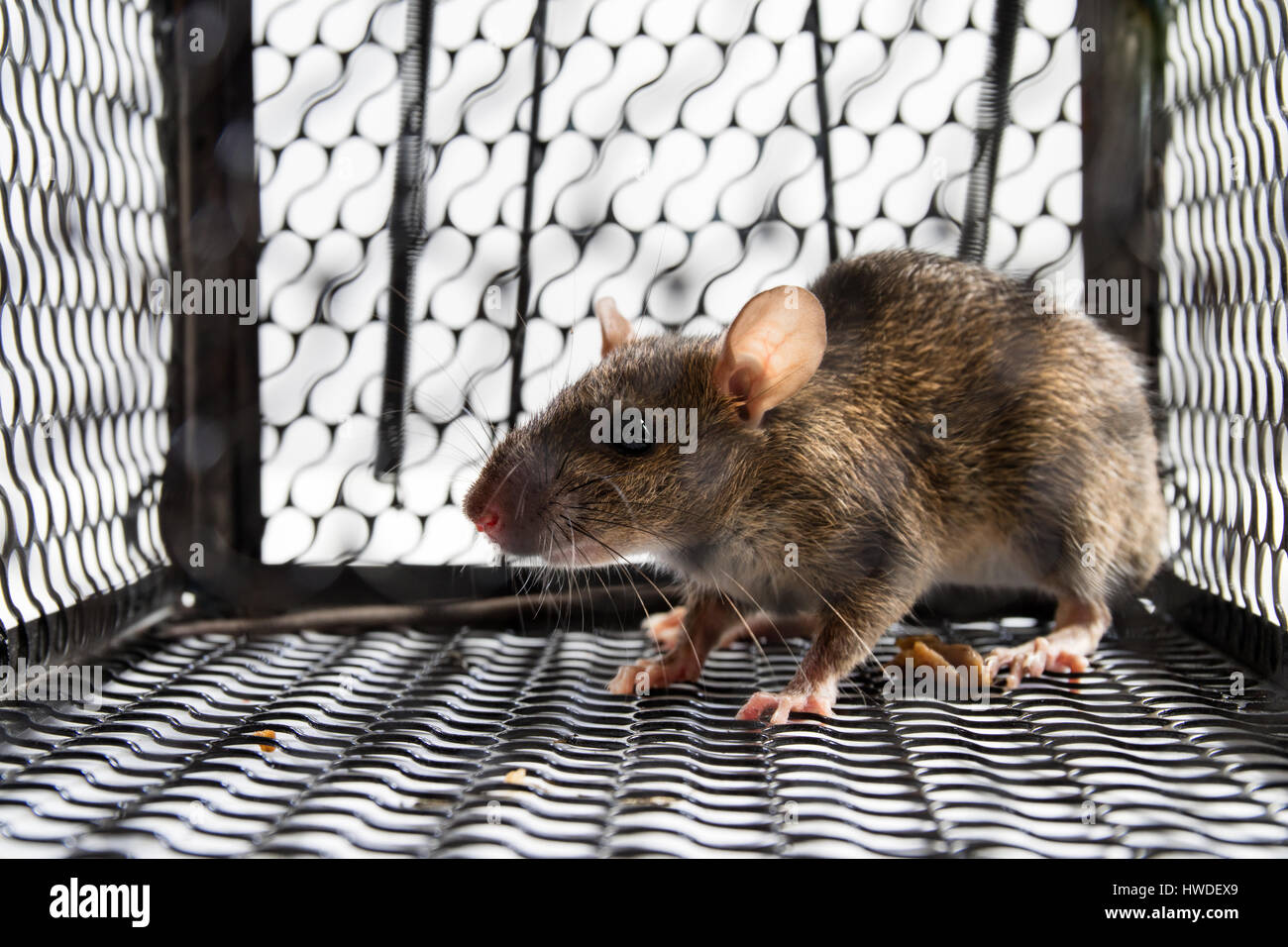 A mouse in the Cage in isolated White Background Stock Photo Alamy