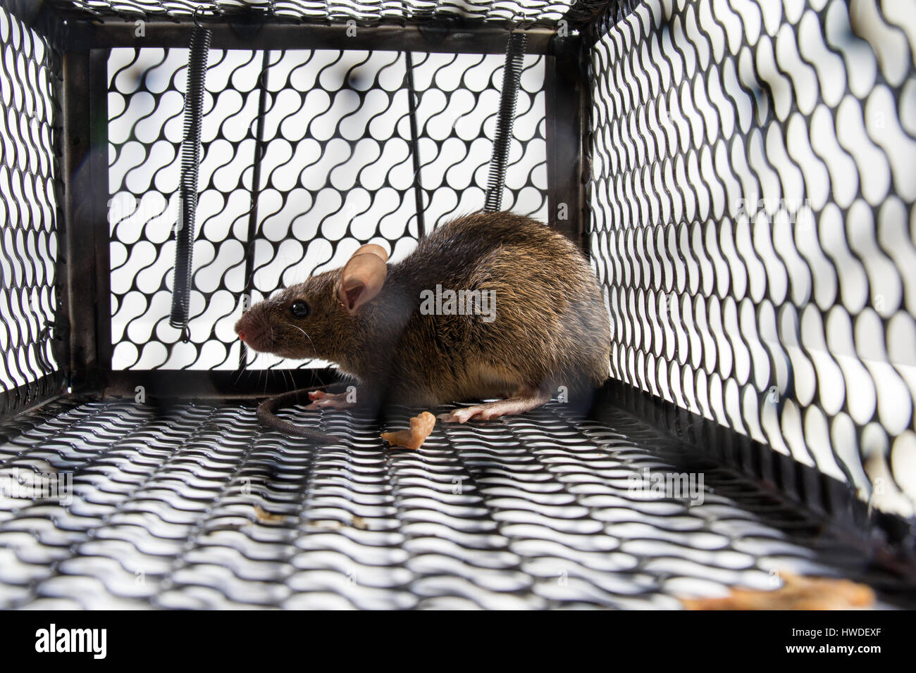 A mouse in the Cage in isolated White Background Stock Photo - Alamy