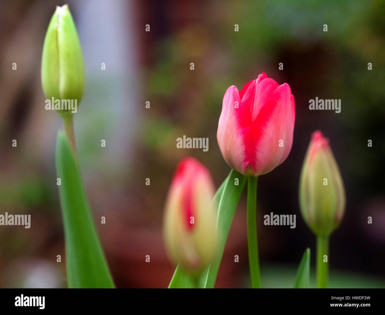 Early red tulips in city garden March 2017 Stock Photo