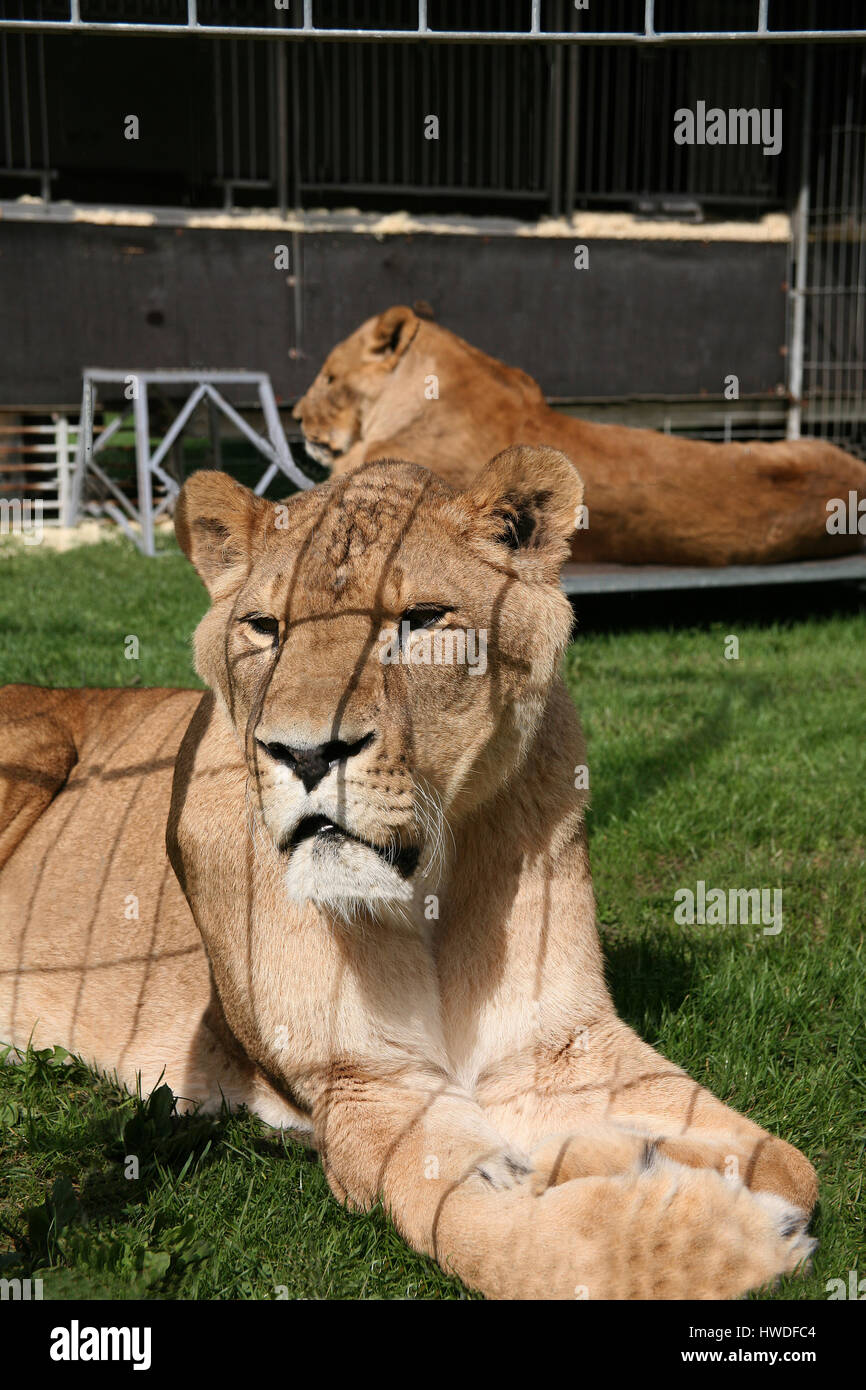 Lion Tamer main image 0