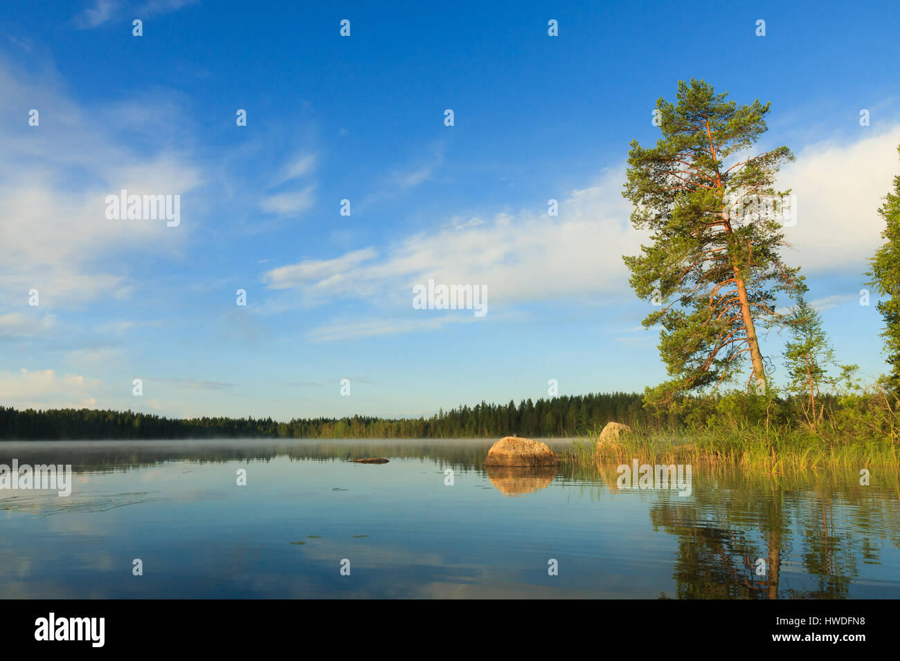 Pine tree by the lake at morning Stock Photo - Alamy