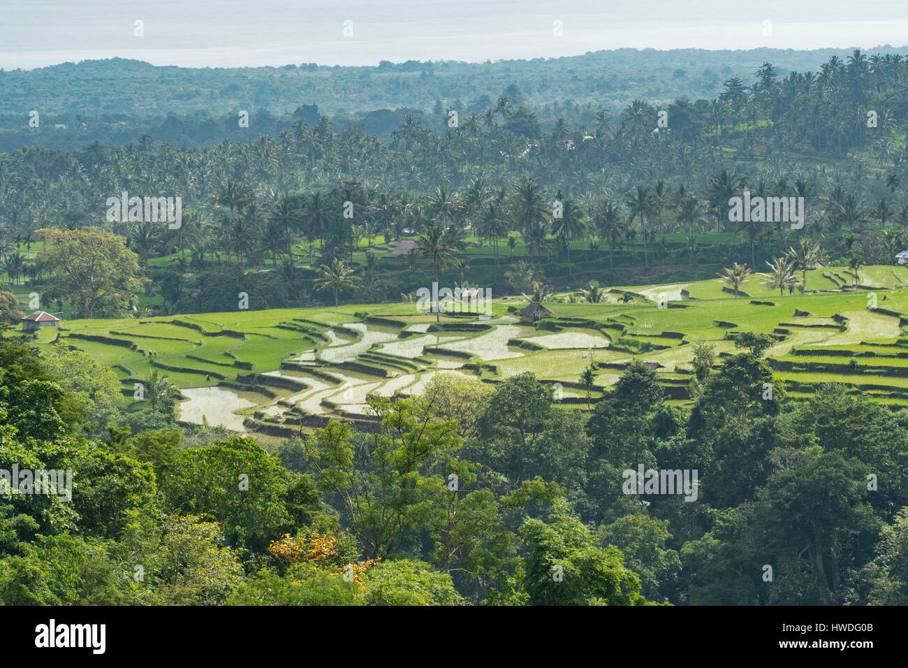 Rice Fields near Senaru, Lombok, Indonesia Stock Photo