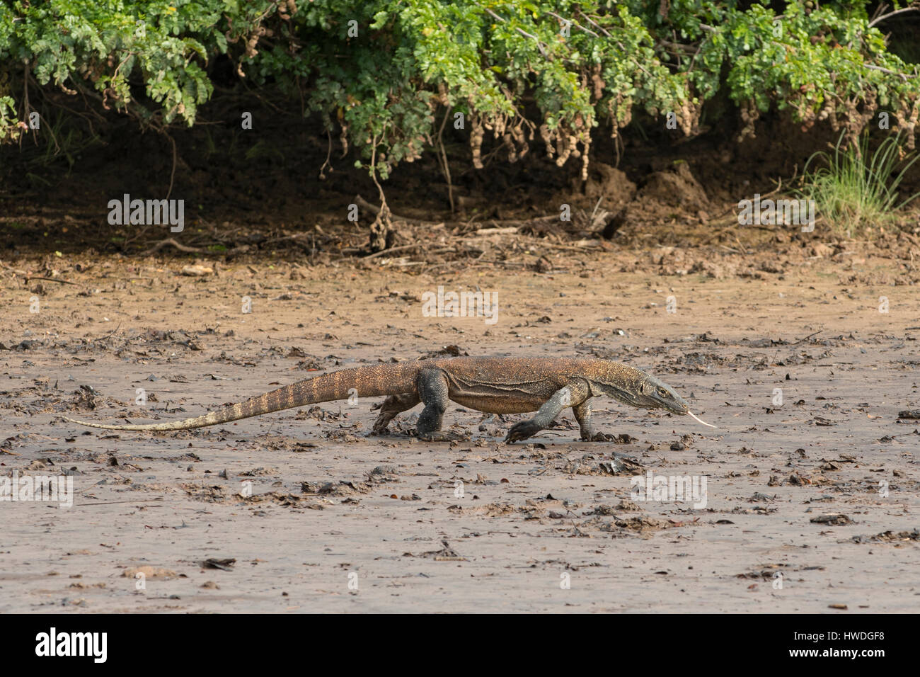 Young Komodo Dragon, Varanus komodoensis on Rinca Island, Indonesia