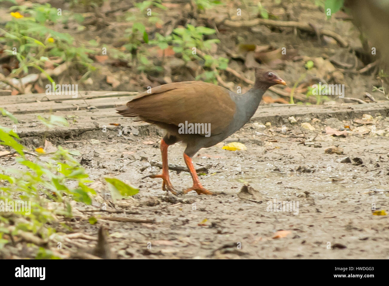 Orange-footed Scrub Fowl, Megapodius reinwardt on Rinca Island, Indonesia Stock Photo