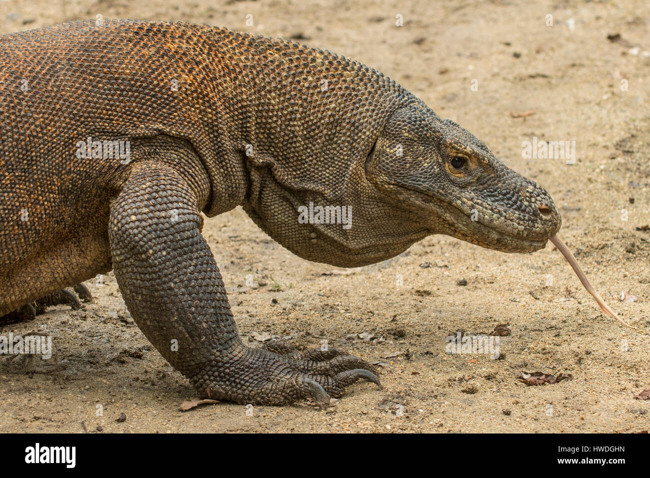 Komodo Dragon, Varanus Komodoensis On Rinca Island, Indonesia Stock ...