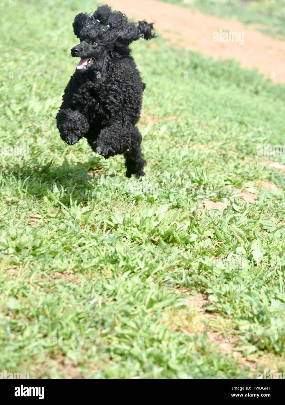 Poodle Jumping High Resolution Stock Photography and Images Alamy
