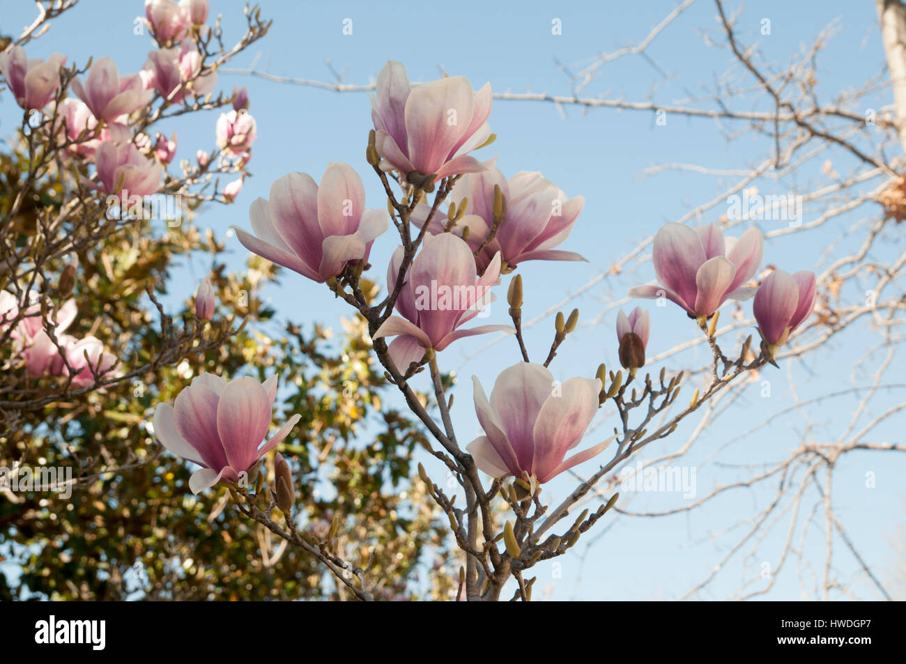 Magnolia (Magnolia x loebneri 'Merrill') flowers. Photographed at Parque del Buen Retiro, Madrid, Spain Stock Photo