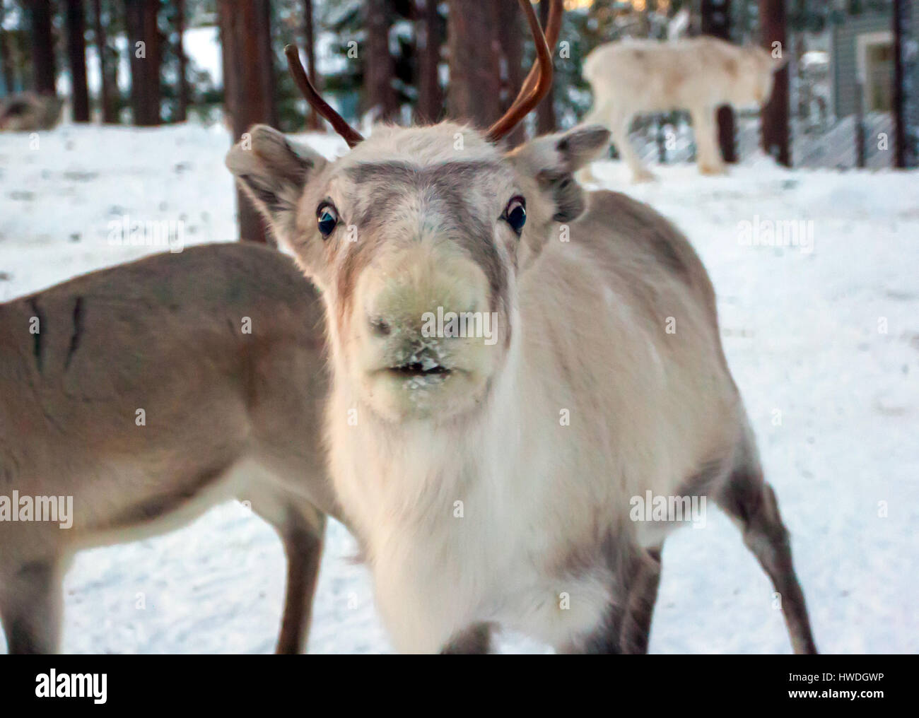 Animals of Finland Stock Photo Alamy