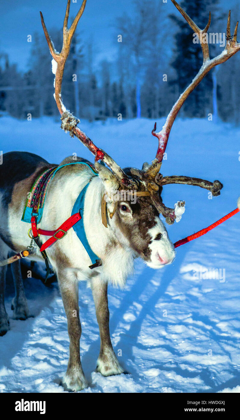 Animals of Finland Stock Photo Alamy