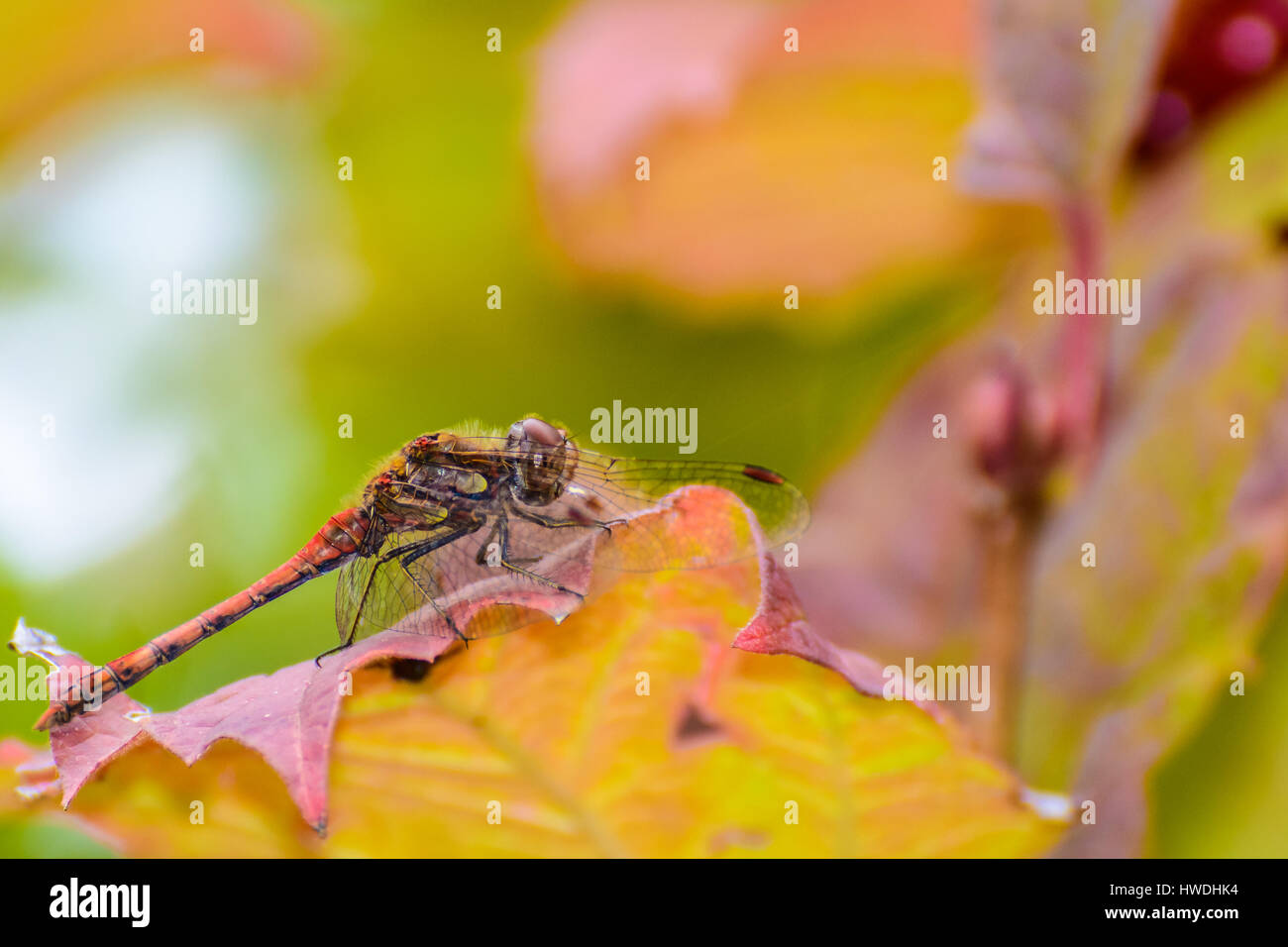 Soft Color Macro of a Red Dragonfly stting on a leave Stock Photo