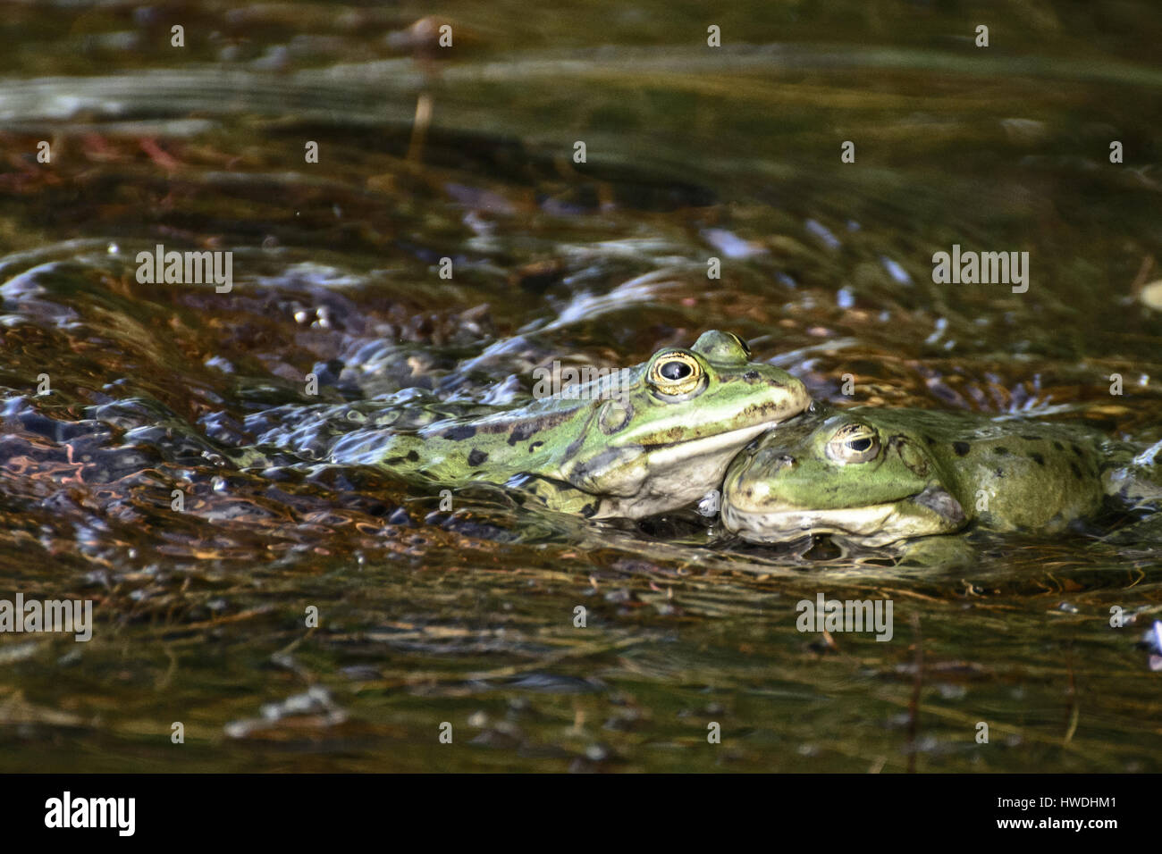 Color image of a frog couple being tender Stock Photo