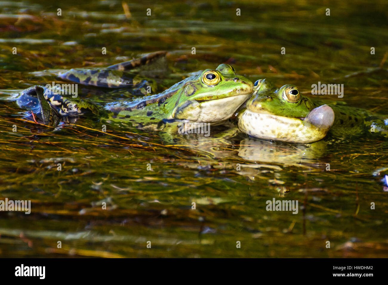 Color image of a frog couple being tender - Give me a Hug Stock Photo
