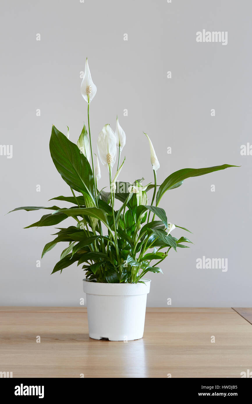 A pot of a Pease lily houseplant on a dining table Stock Photo