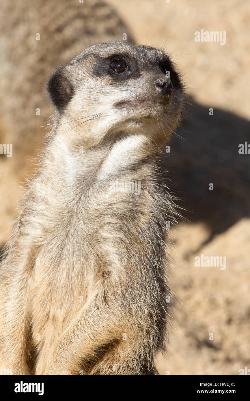 Meerkat or Suricate (Suricata suricatta). ‘You said something?”  All senses alerted. Portrait. Stock Photo