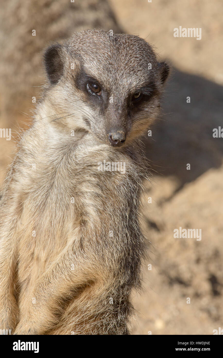 Meerkat or Suricate (Suricata suricatta). ‘You were saying something?”  All senses alerted. Portrait. Stock Photo