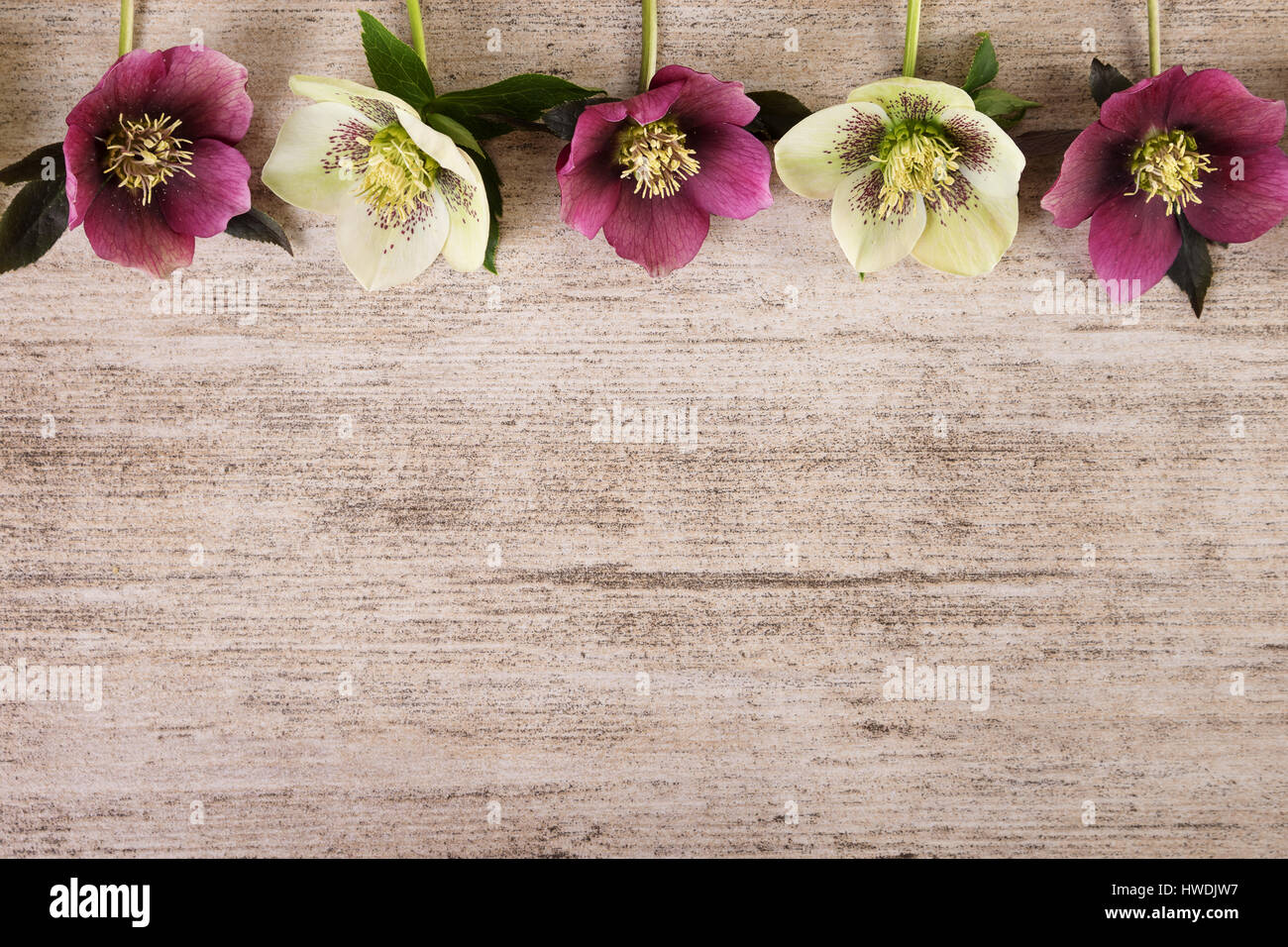 Vintage frame spring flowers of hellebore on light brown rustic background Stock Photo