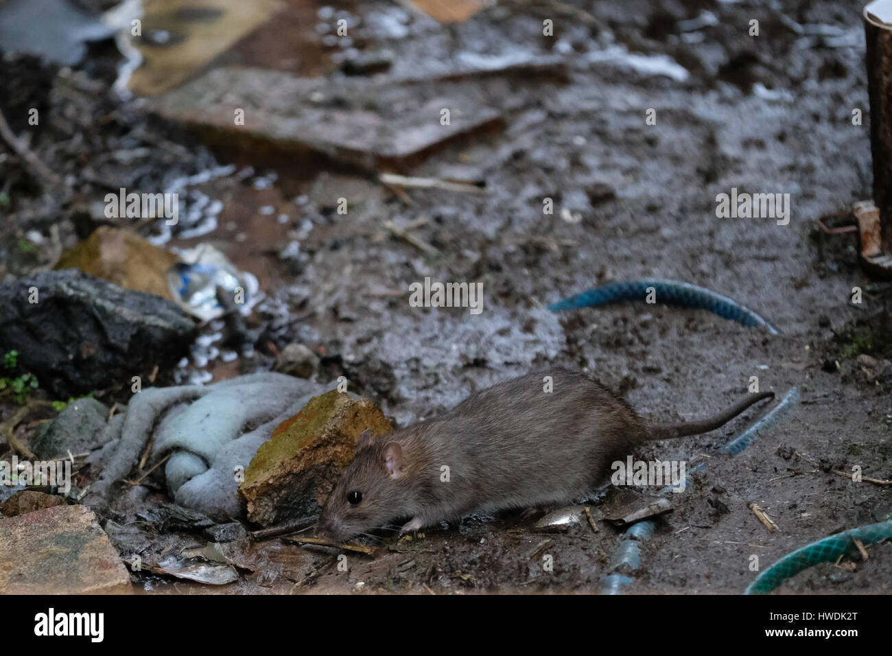 A common or brown rat in the uk countryside Stock Photo