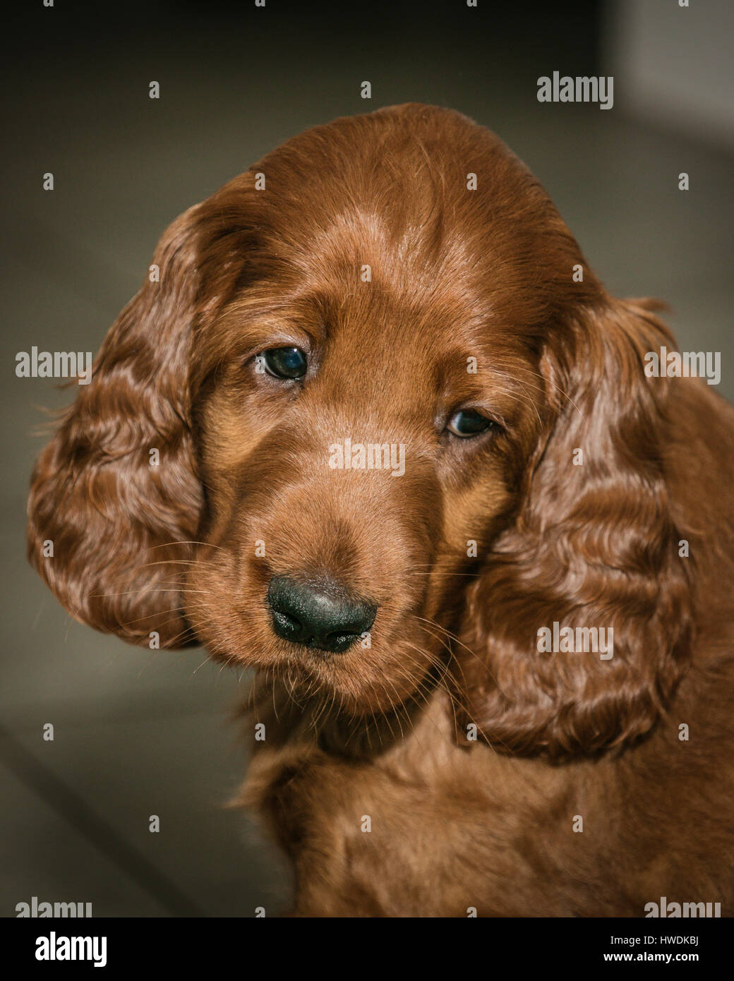 Six week old Irish Setter puppy Stock Photo