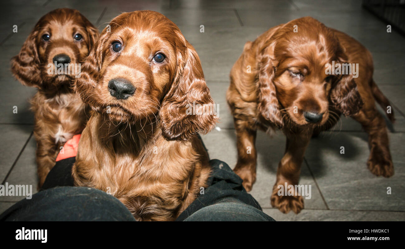 irish setter dealers