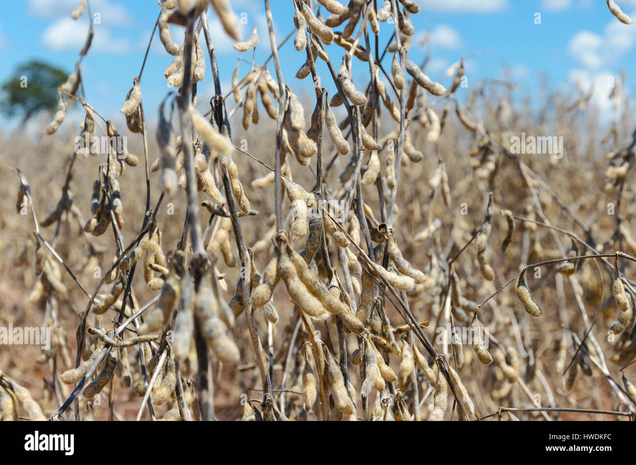 Soybeans ready for harvest. Planting of soybeans with mature grains