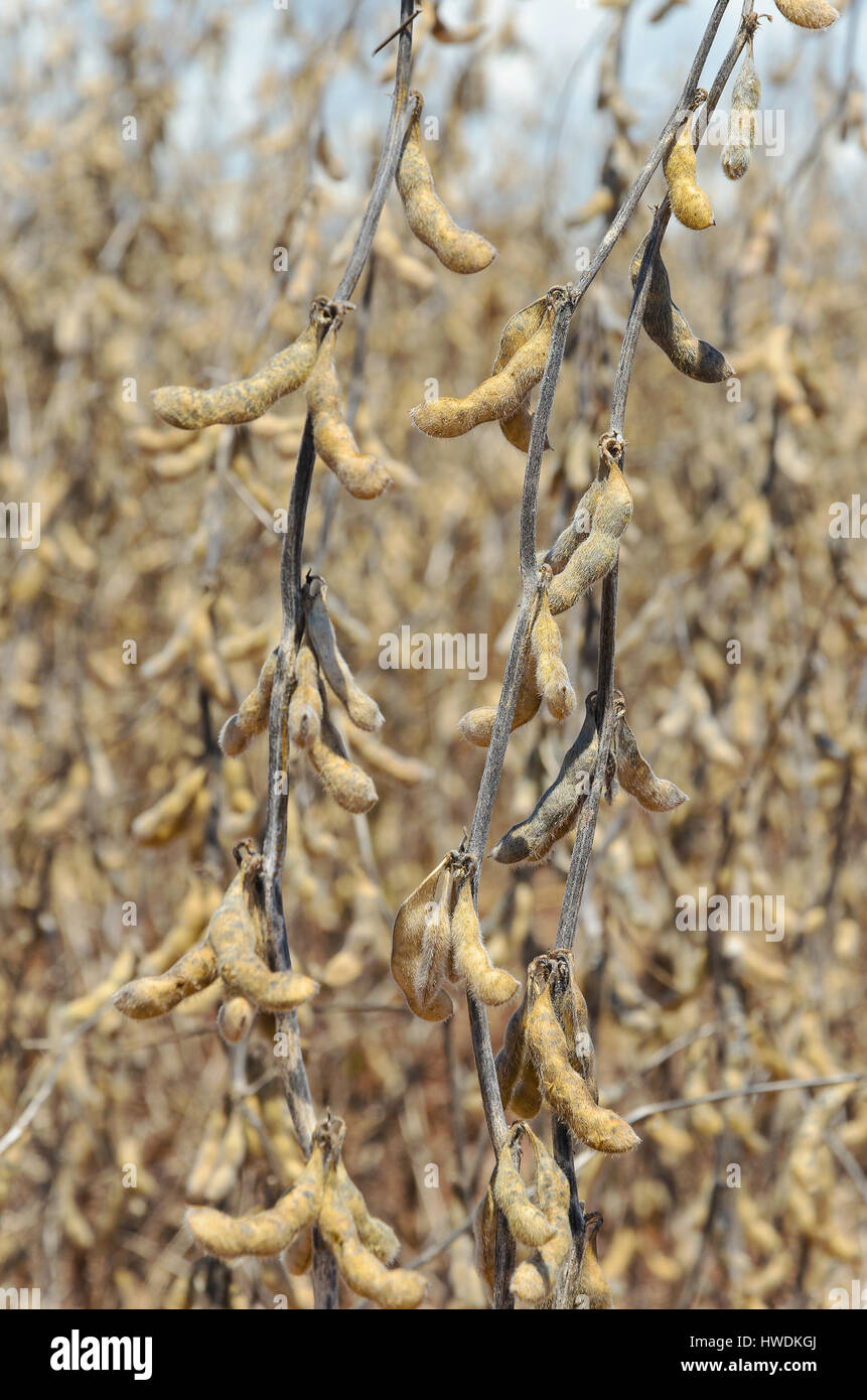 Soybeans ready for harvest. Planting of soybeans with mature grains, dry pods and dry branches