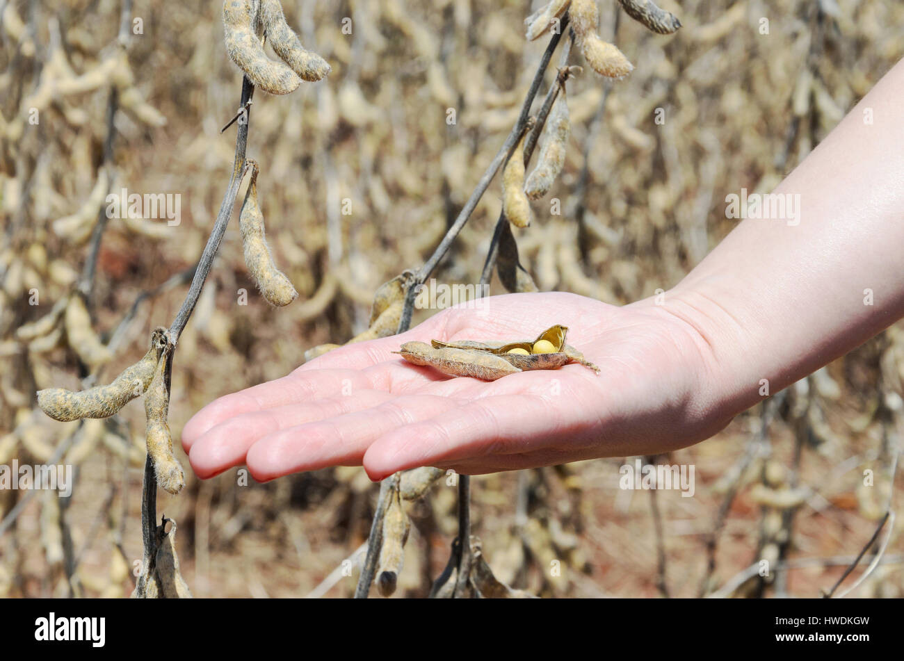 Hand holding a soybean pod in planting. Mature grain. Soya ready for