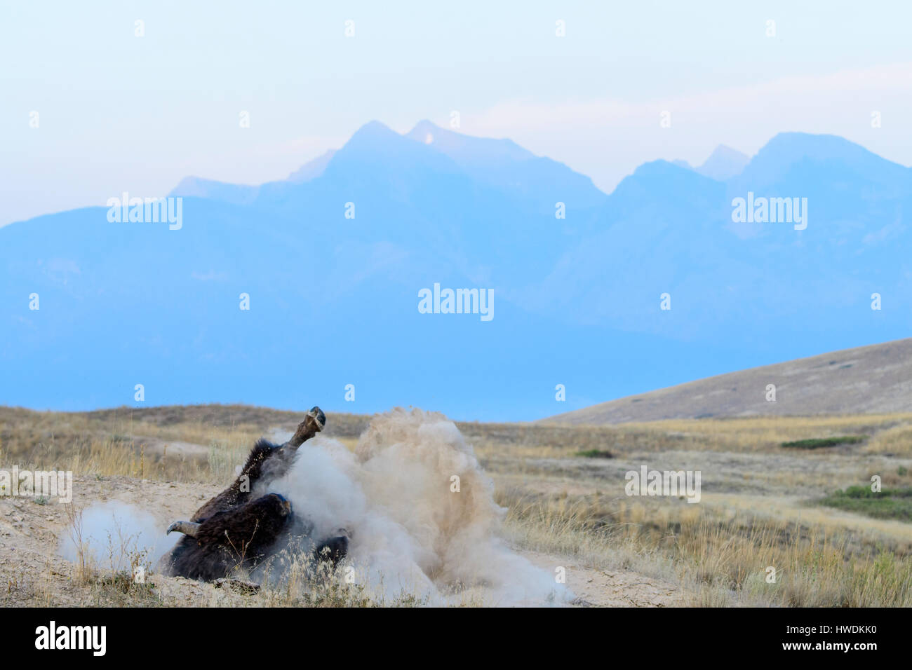 A bull bison (Bos bison) wallows in dust during the summer mating rut, North America Stock Photo