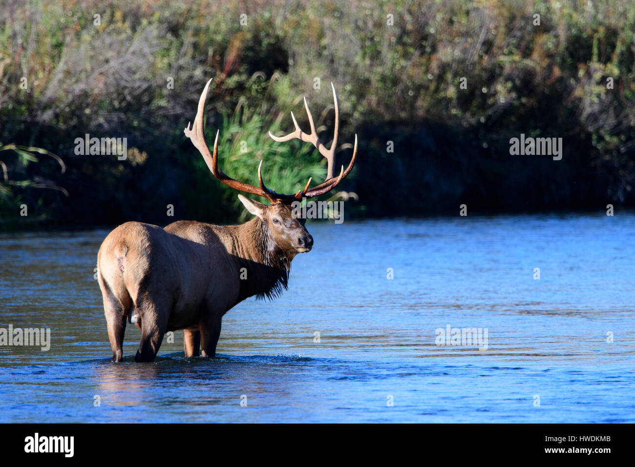 A bull elk (Cervus canadensis) in a stream, North America Stock Photo