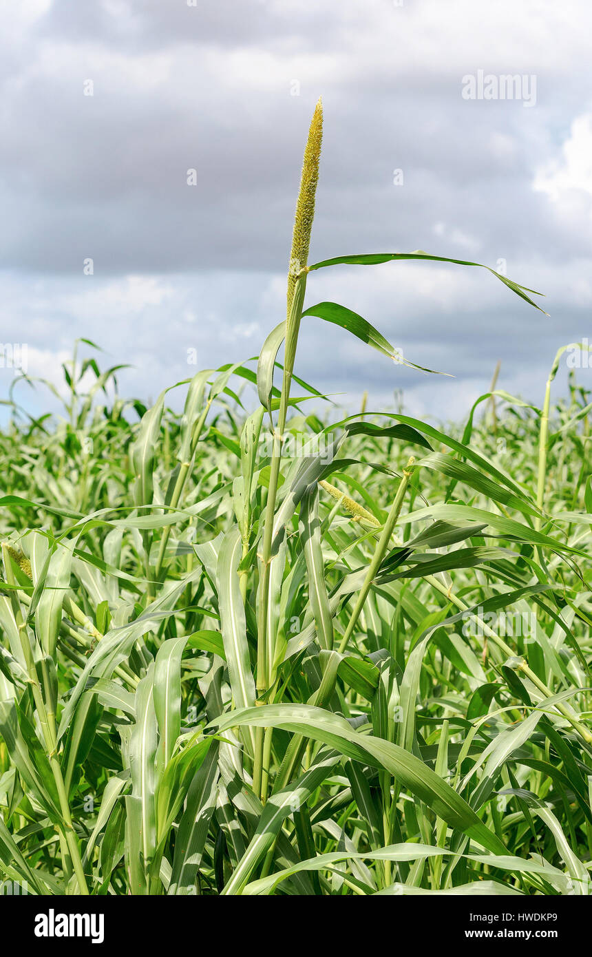 Millet plant hires stock photography and images Alamy
