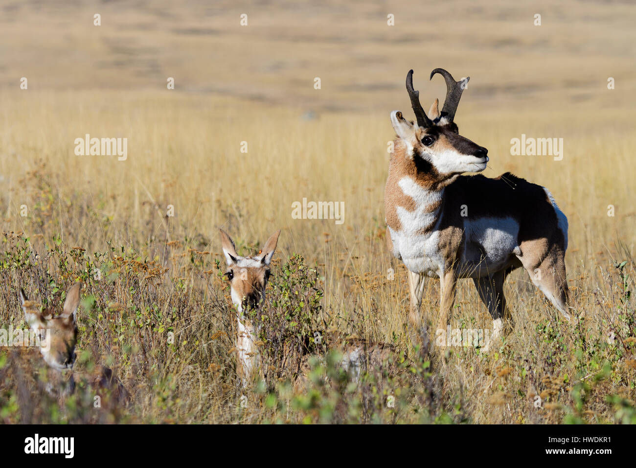 A pronghorn buck (Antilocapra americana)  stares down a prospective mate during the Fall rut, North America Stock Photo