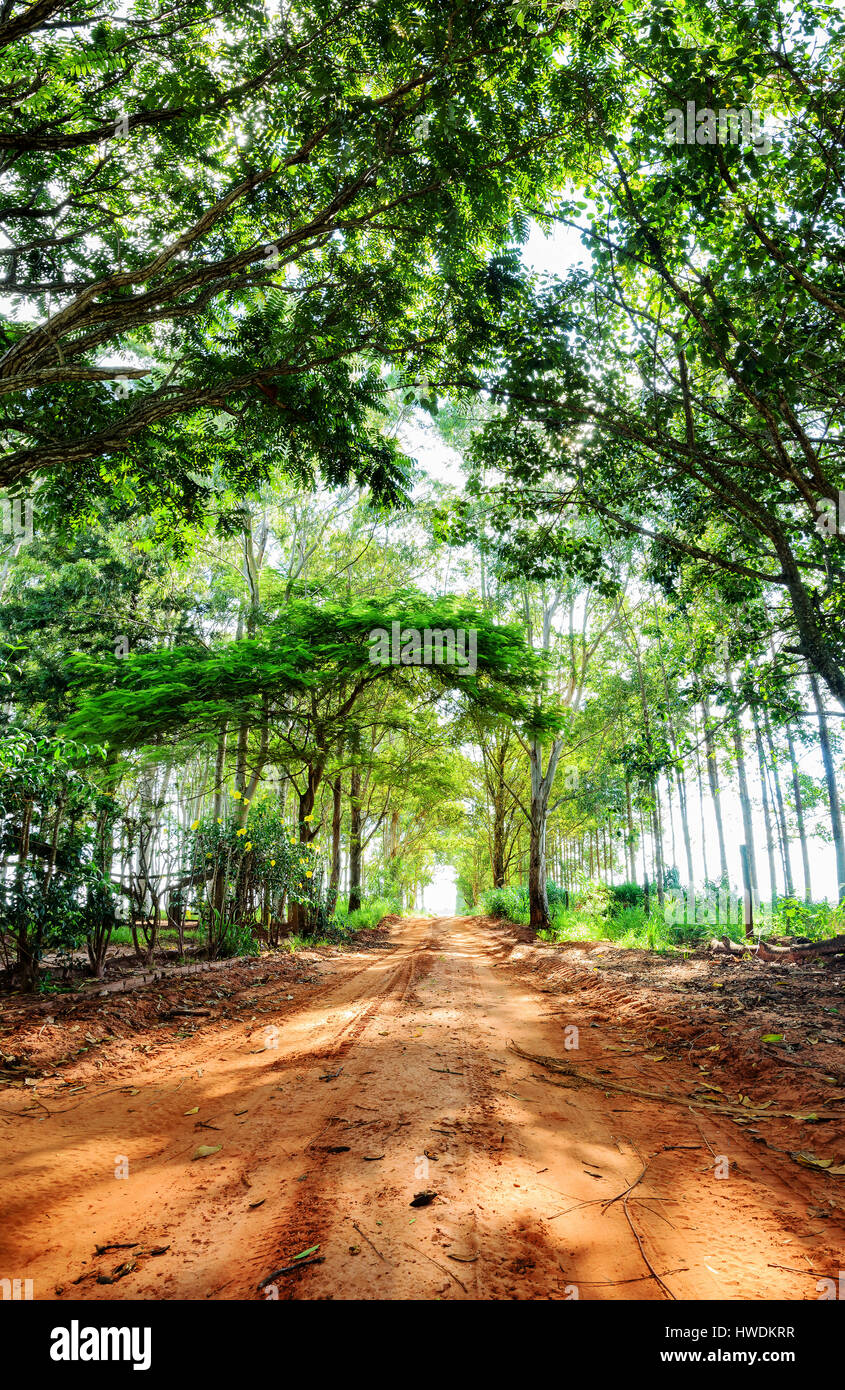 Vertical landscape of a farm road. Dirt road surrounded by tall trees,  beautiful road on nature scene Stock Photo - Alamy, image size:845x1390