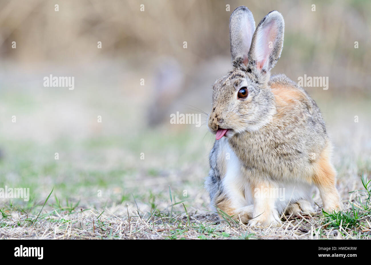 A mountain cottontail rabbit (Sylvilagus nuttallii), North America