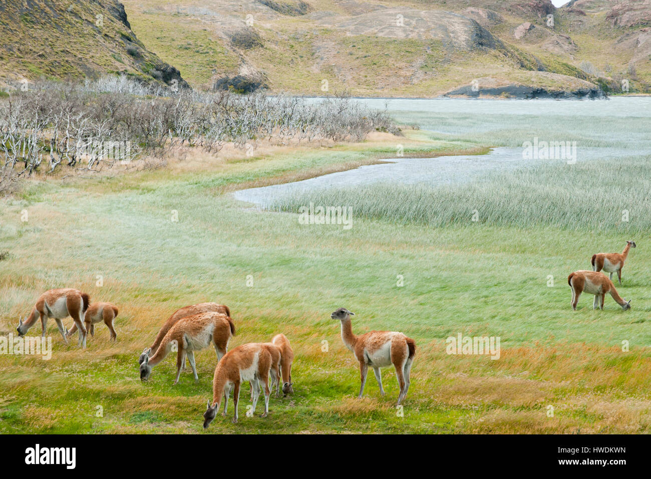 Guanacos - Torres Del Paine - Chile Stock Photo