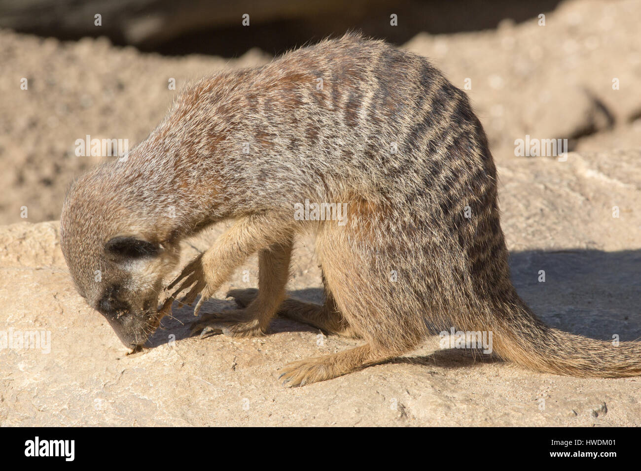 Meerkat (Suricata suricatta). Curious and inquisitive. Native to the deserts of southwestern Africa. Stock Photo