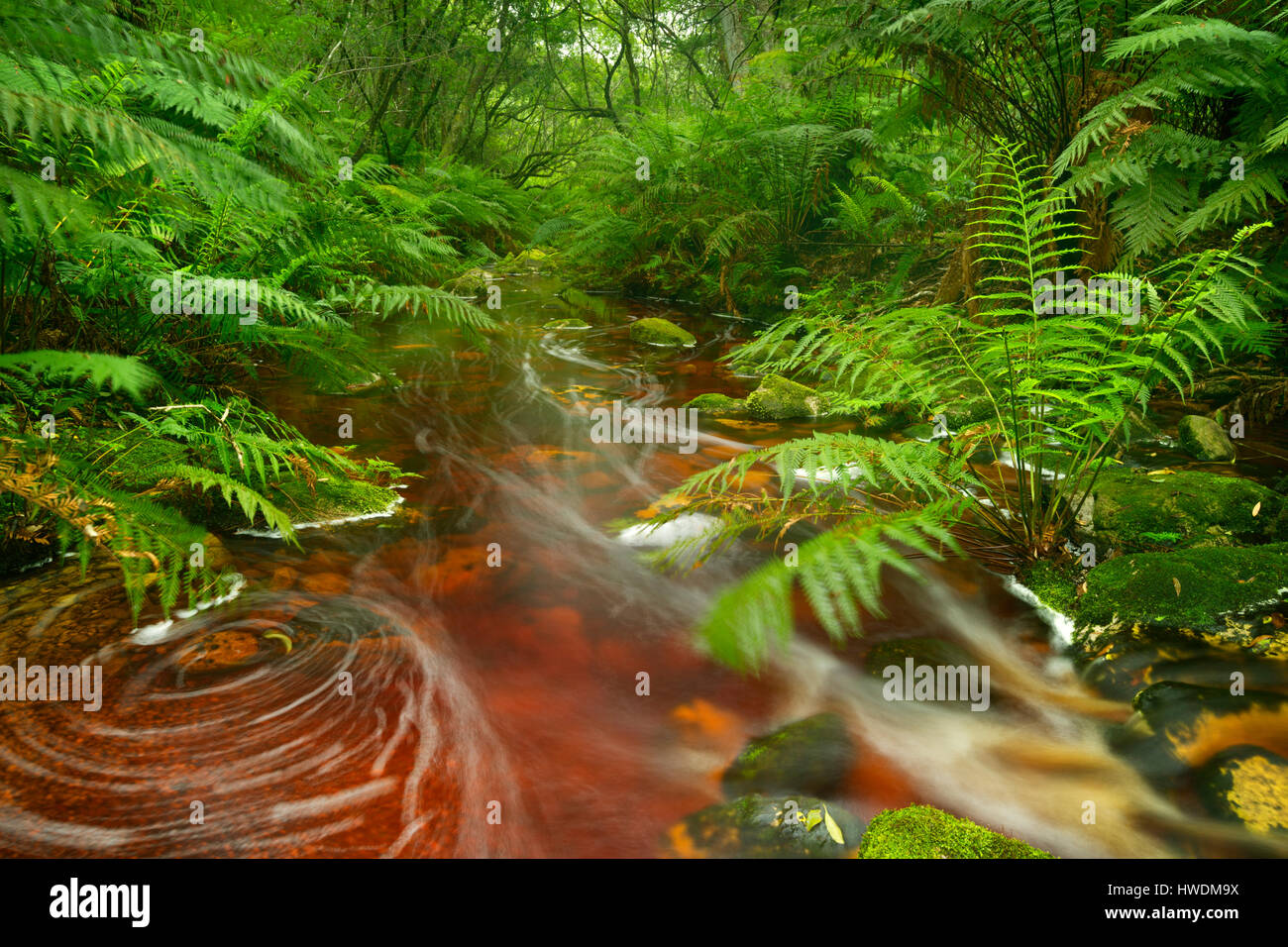 Red river through lush temperate rainforest in the Garden Route National Park in South Africa. Stock Photo