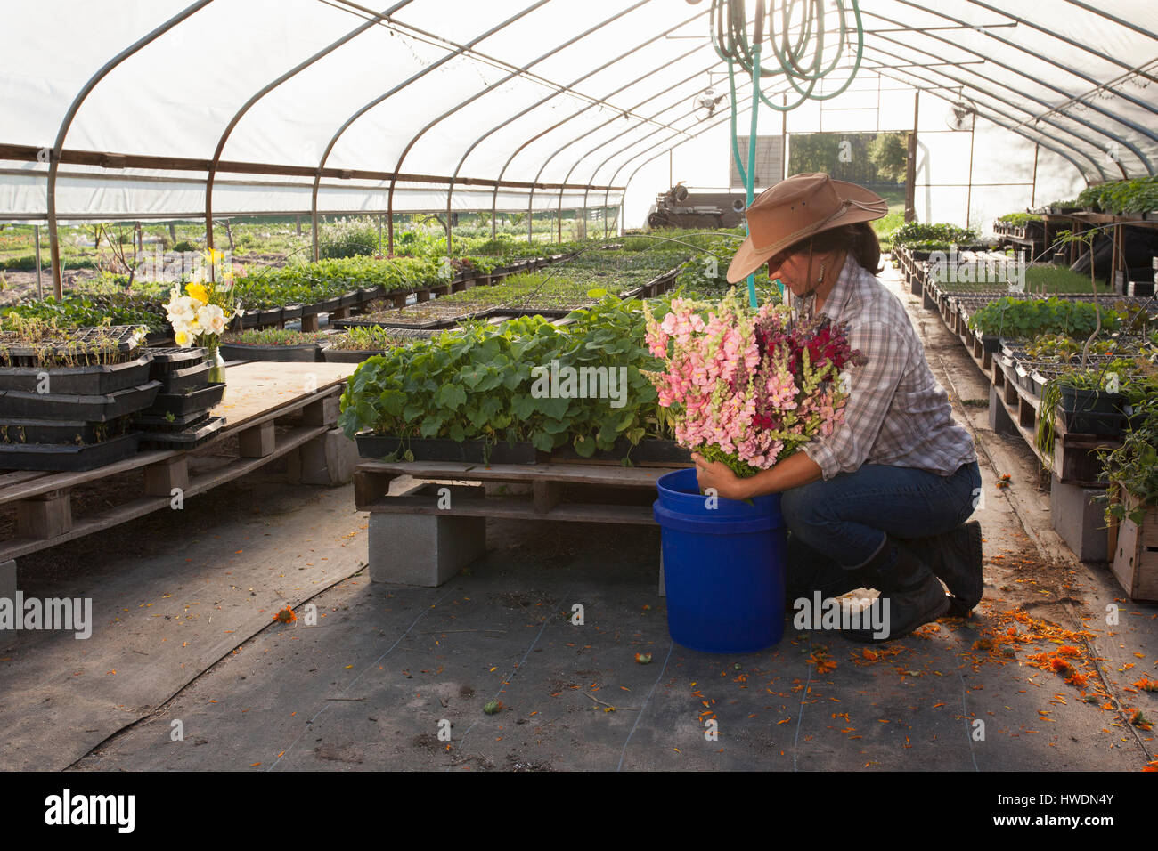 Young woman placing bunch of snapdragons (antirrhinum) in bucket, flower farm polytunnel Stock Photo