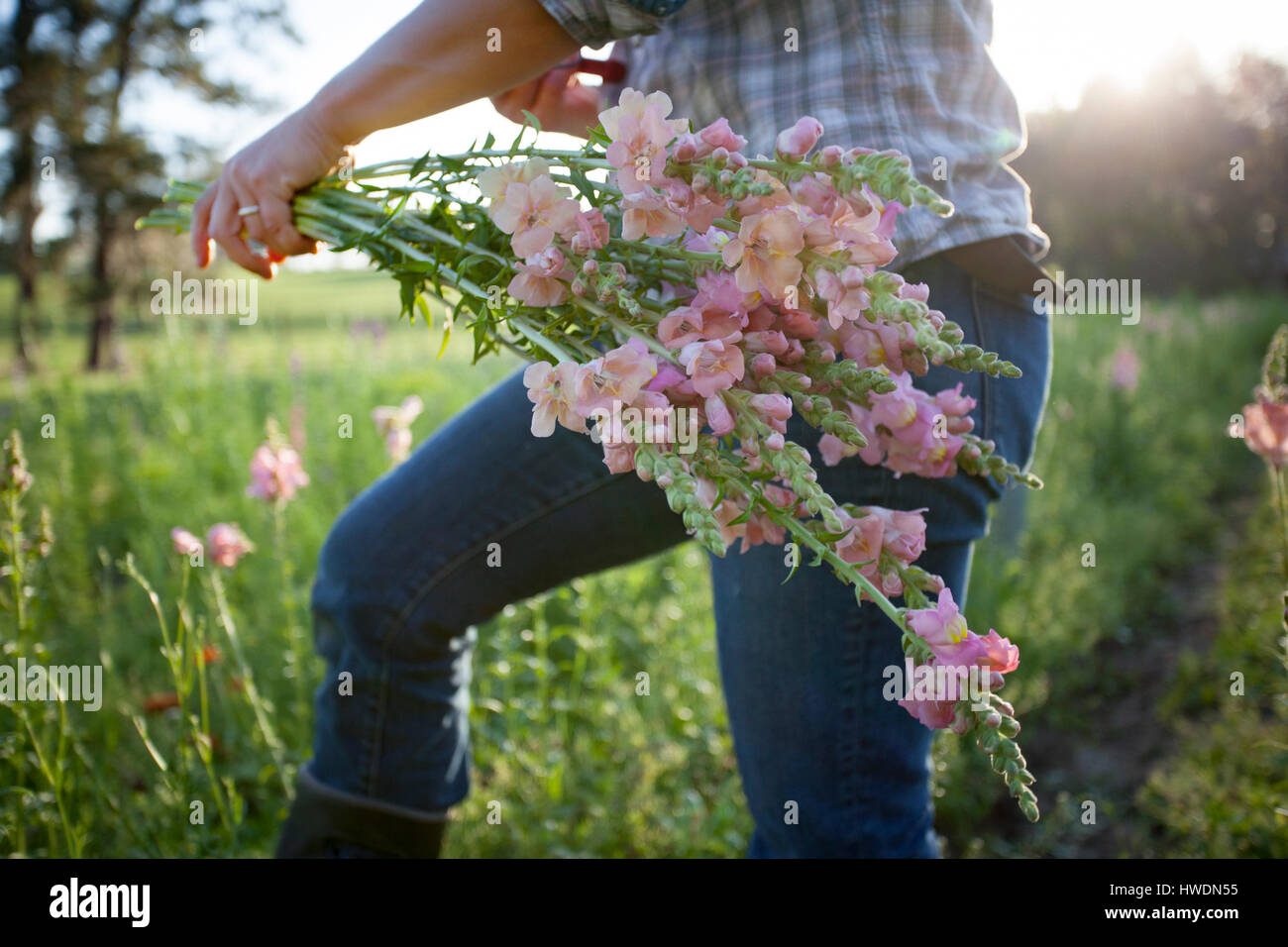 Mid section of woman selecting snapdragons (antirrhinum) from flower farm field Stock Photo