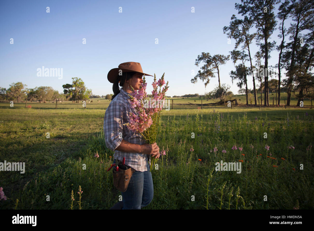 Young woman carrying bunch of snapdragons (antirrhinum) from flower farm field Stock Photo