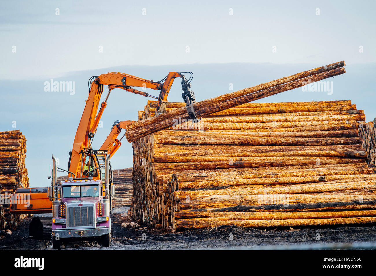 Heavy machinery, moving cut logs Stock Photo