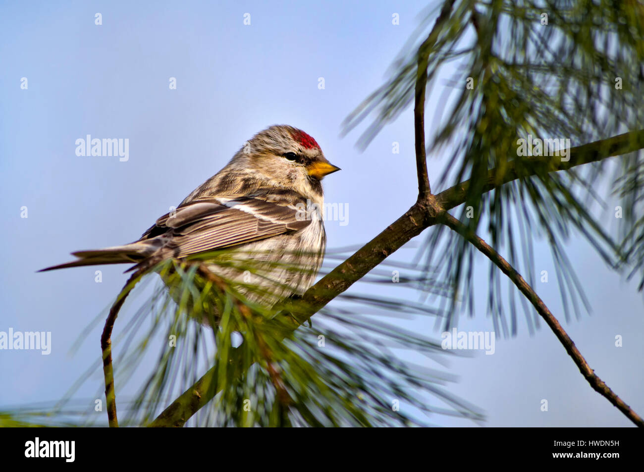Spring migration hi-res stock photography and images - Alamy