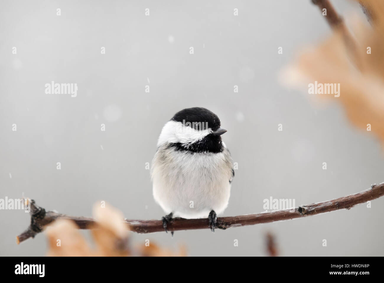 Black Capped Chickadee bird on perch in winter. Stock Photo