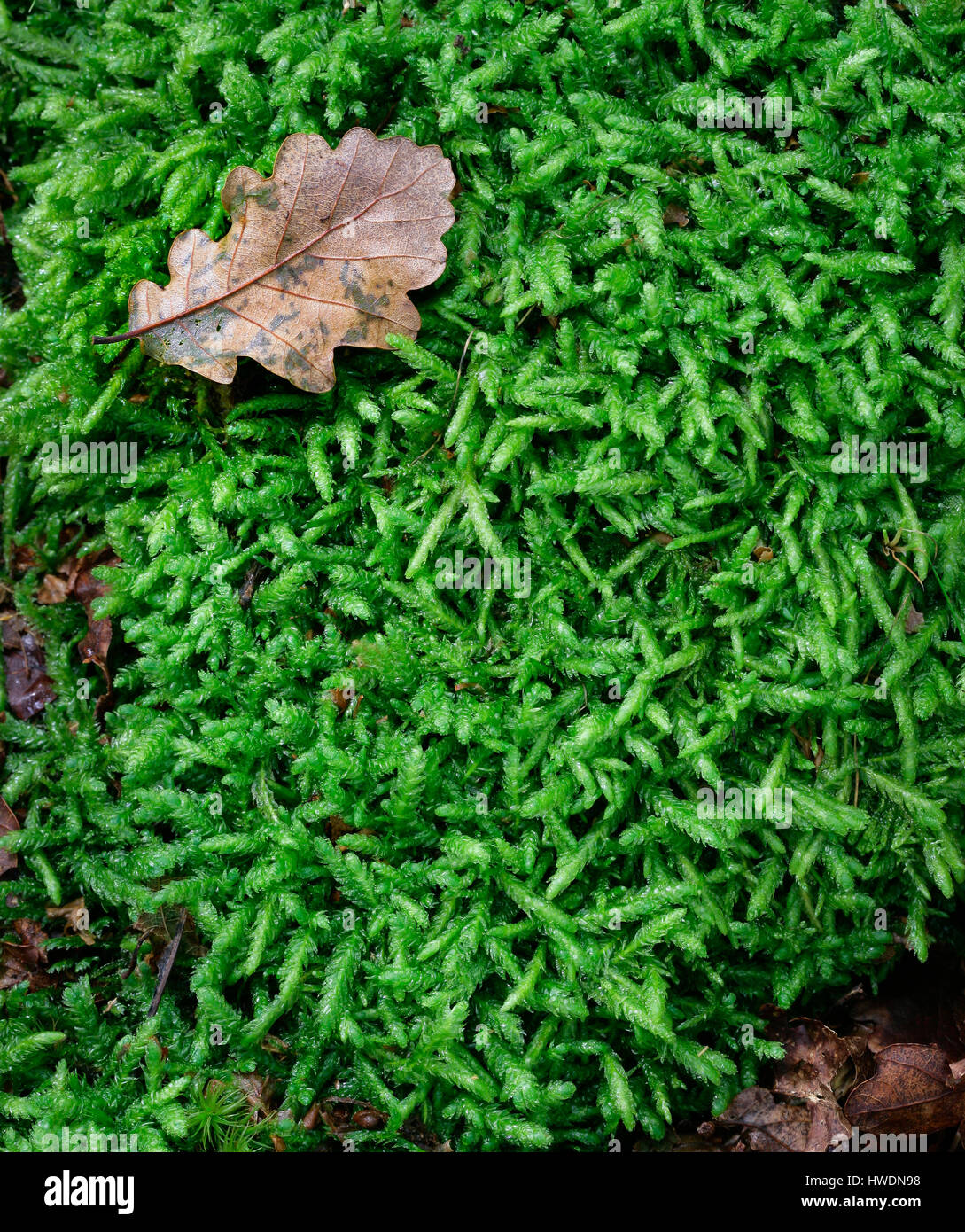 Plagiothecum undulatum moss in a wood on the Mendip Hills of Somerset UK Stock Photo