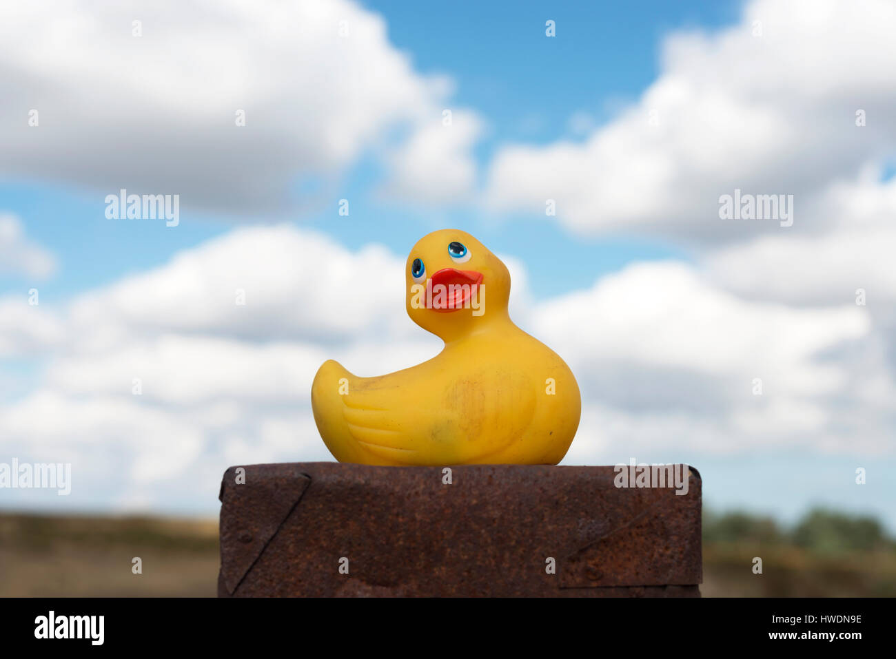 Rubber duck left behind Stock Photo